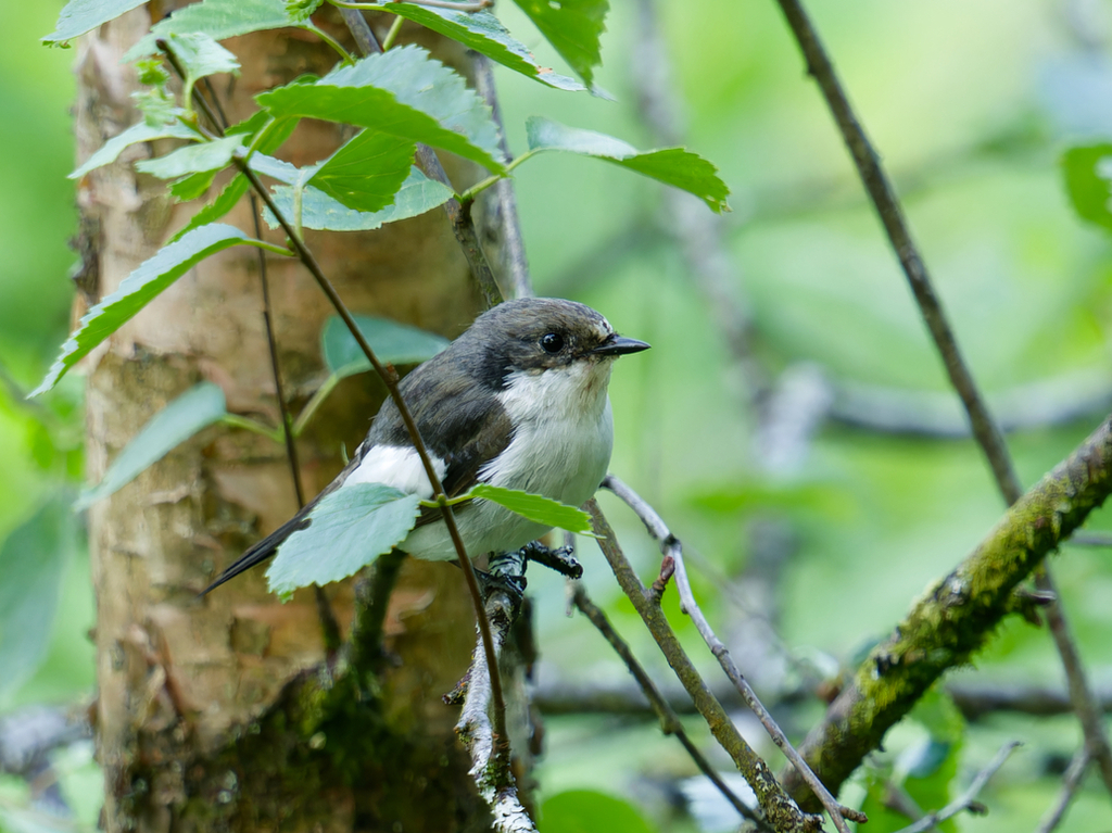 Pied Flycatcher